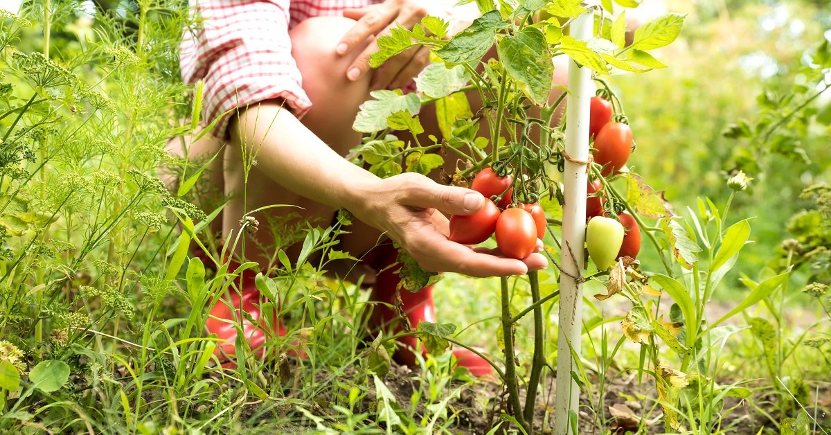 Высокорослые томаты для открытого грунта: лучшие сорта с описанием и фото